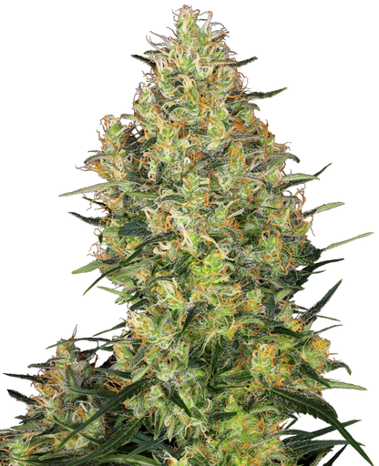 [SSS046] SENSI SEEDS - SHIVA SKUNK FEM X3