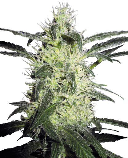 [SSS047] SENSI SEEDS - SILVER HAZE FEM X3