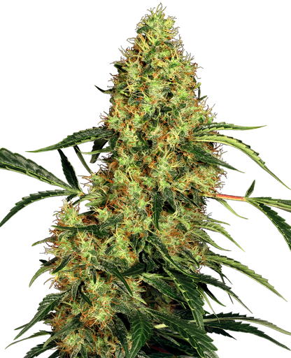 [SSS053] SENSI SEEDS - MEXICAN SATIVA FEM X3