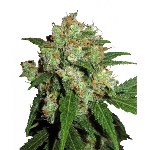 [SSS056] SENSI SEEDS - SENSI SKUNK FEM X3