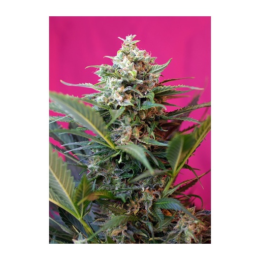 [SWS001] SWEET SEEDS - BIG DEVIL XL AUTO 3+1