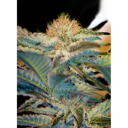 [SWS006] SWEET SEEDS - MOHAN RAM FEM 3+1