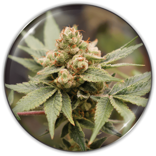 [MDS031] MEDICAL SEEDS - MEDICAL GRAPE CBD X3 (+ 2 PROMO)