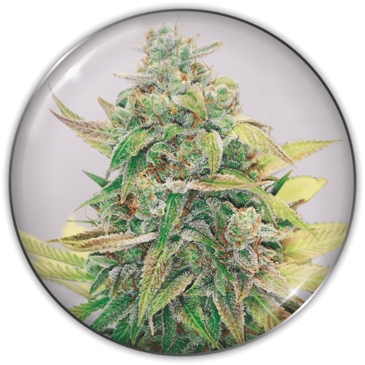 [MDS032] MEDICAL SEEDS - STRAWBERRY CAKE CBD X3 (+2 PROMO)