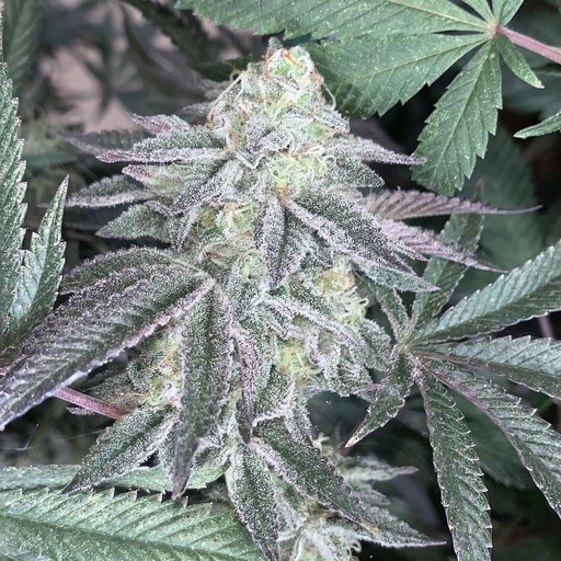 [SHS001] SHUGA SEEDS - CELOSA FEM X3 (2X1)