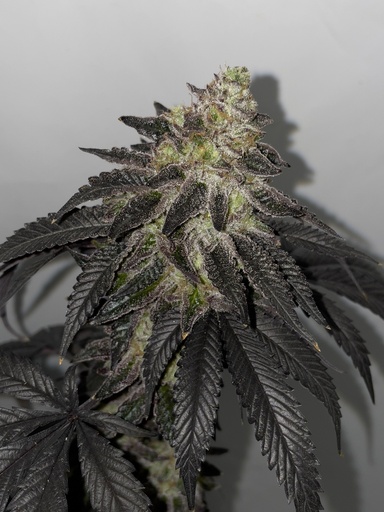 [SHS008] SHUGA SEEDS - LUNOSA FEM X3