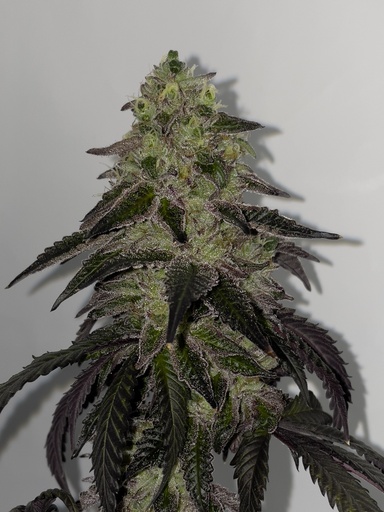 [SHS009] SHUGA SEEDS - LECHE LUNAR FEM X3