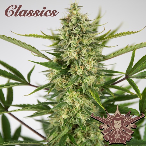 [BDS034] BUDDHA SEEDS - BUDDHA AUTO AK CLASSICS 3+1