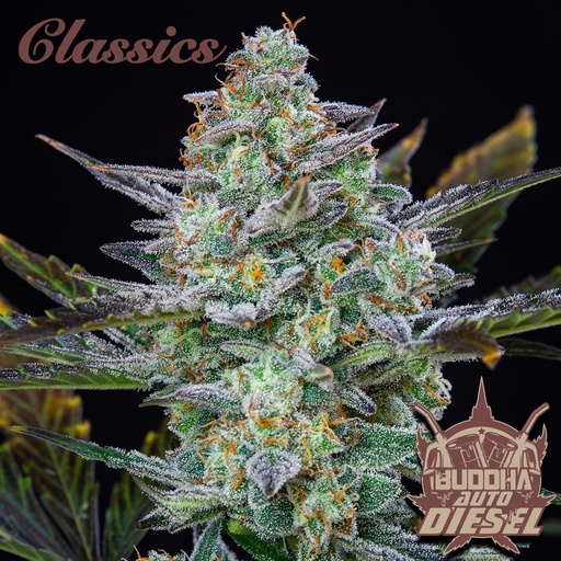 [BDS037] BUDDHA SEEDS - BUDDHA AUTO DIESEL CLASSICS 3+1