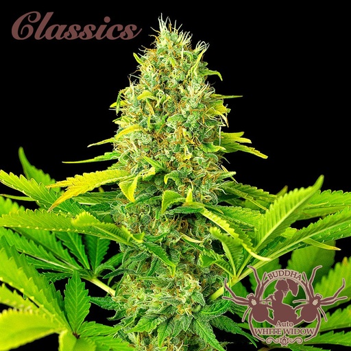 [BDS041] BUDDHA SEEDS - BUDDHA AUTO WHITE WIDOW CLASSICS 3+1