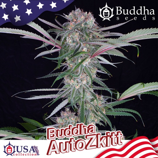 [BDS042] BUDDHA SEEDS - BUDDHA AUTO ZKITT USA 3+1