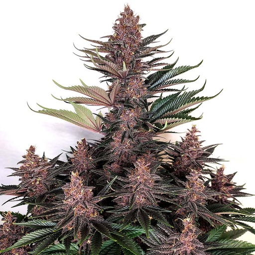 [BDS043] BUDDHA SEEDS - BUDDHA PURPLE KUSH FEM 3+1