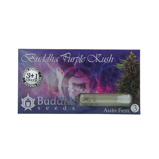 [BDS043] BUDDHA SEEDS - BUDDHA PURPLE KUSH FEM 3+1