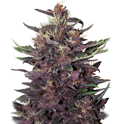 [BDS044] BUDDHA SEEDS - BUDDHA PURPLE KUSH AUTO 3+1