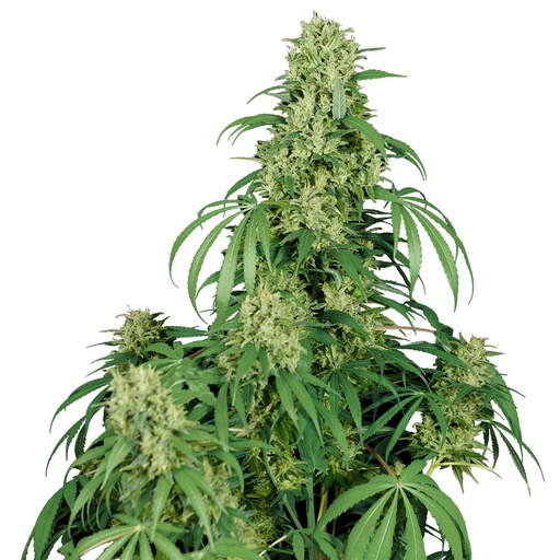 [BDS045] BUDDHA SEEDS - BUDDHA CALAMITY JANE AUTO 3+1