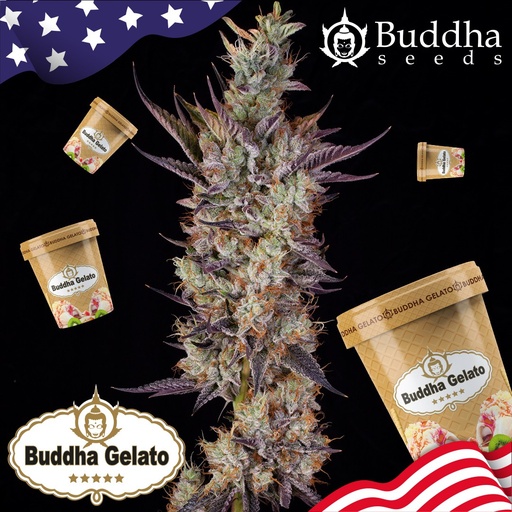 [BDS050] BUDDHA SEEDS - BUDDHA GELATO USA FEM 3+1