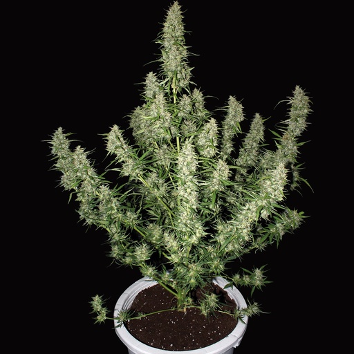 [BDS052] BUDDHA SEEDS - BUDDHA MAGNUM AUTO 3+1