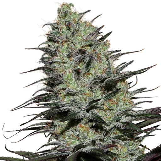 [BDS055] BUDDHA SEEDS - BUDDHA MORPHEUS FEM 3+1