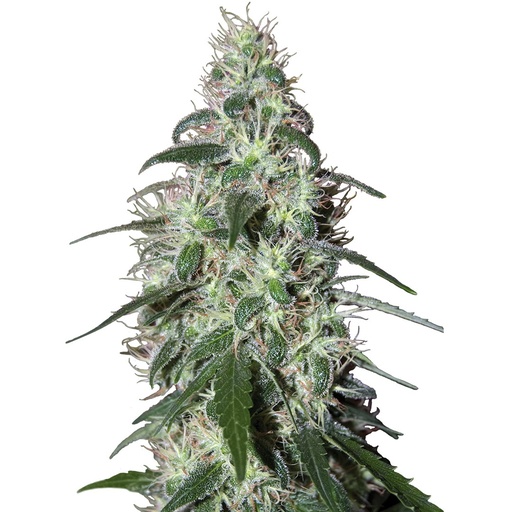 [BDS056] BUDDHA SEEDS - BUDDHA PULSAR FEM 3+1