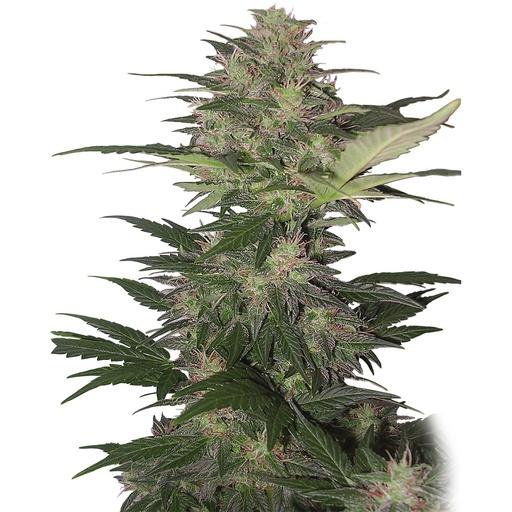 [BDS058] BUDDHA SEEDS - BUDDHA RED DWARF AUTO 3+1