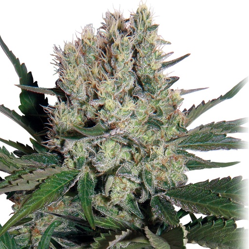 [BDS059] BUDDHA SEEDS - BUDDHA SYRUP AUTO 3+1