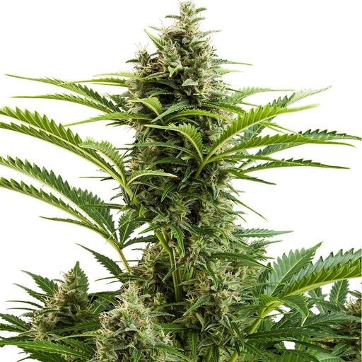 [BDS060] BUDDHA SEEDS - BUDDHA VESTA AUTO 3+1