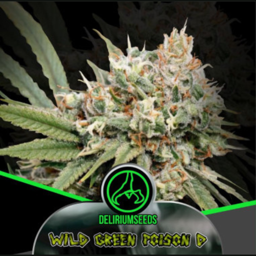 [DLS040] DELIRIUM SEEDS - WILD GREEN POISON D AUTO X4