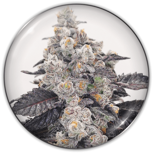 [MDS034] MEDICAL SEEDS - PINK SHERBERT X3 (+ 2 PROMO)