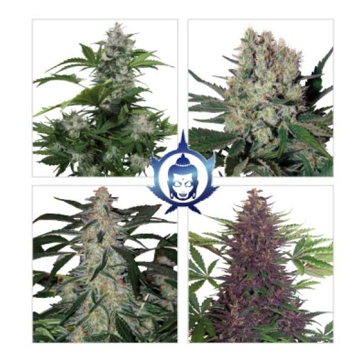 [BDS007] BUDDHA SEEDS - BUDDHA ASSORTED AUTO X10