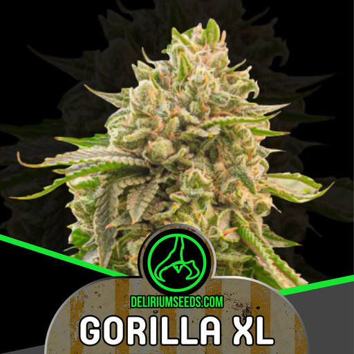 [DLS004] DELIRIUM SEEDS  - GORILLA XL AUTO X4