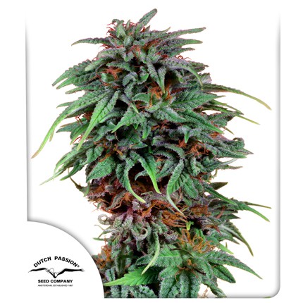 [DPS003] DUTCH PASSION  - DURBAN POISON FEM X3