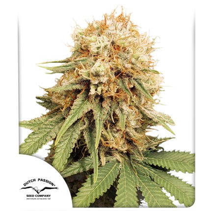 [DPS005] DUTCH PASSION  - WHITE WIDOW FEM X3