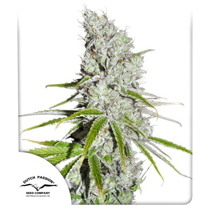 [DPS016] DUTCH PASSION  - CBD SKUNKHAZE FEM X3