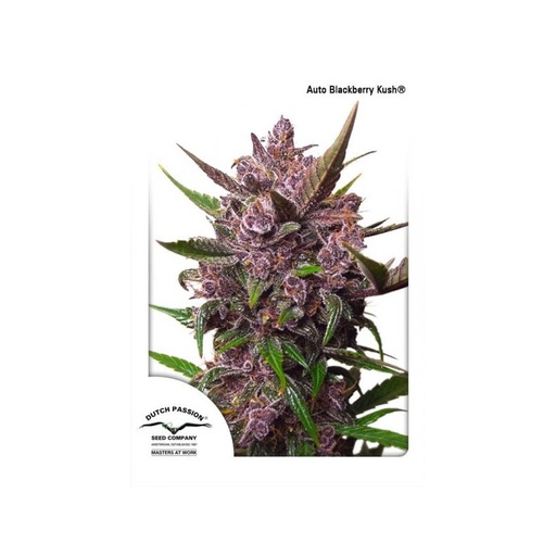 [DPS021] DUTCH PASSION  - AUTO BLACKBERRY KUSH X3