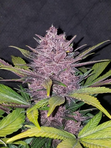 [FBS004] FAST BUDS  - BLACKBERRY AUTO X1