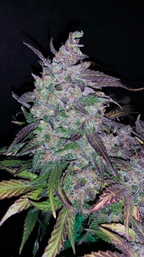 [FBS013] FAST BUDS  - FASTBERRY AUTO X1