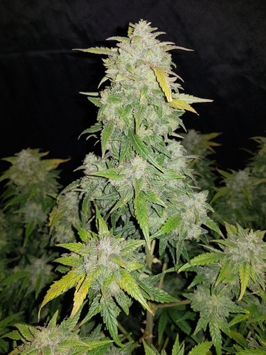 [FBS031] FAST BUDS  - ORIGINAL AUTO AMNESIA HAZE X1