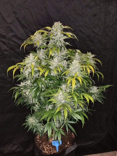 [FBS061] FAST BUDS  - CBD AUTO 1:1 (CBD CRACK) X3+2