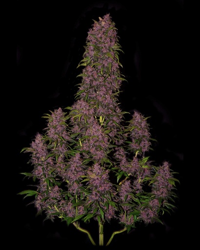 [FBS063] FAST BUDS  - CRYSTAL METH AUTO X3+2