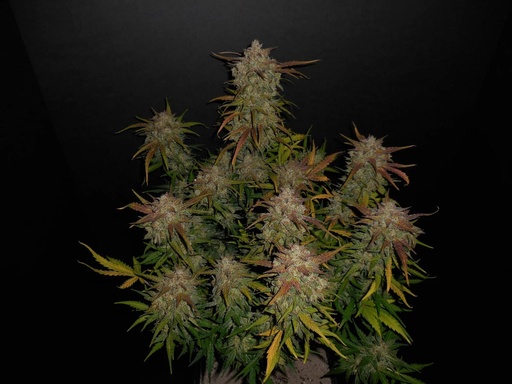 [FBS070] FAST BUDS  - LEMON AK-47 AUTO X3+2