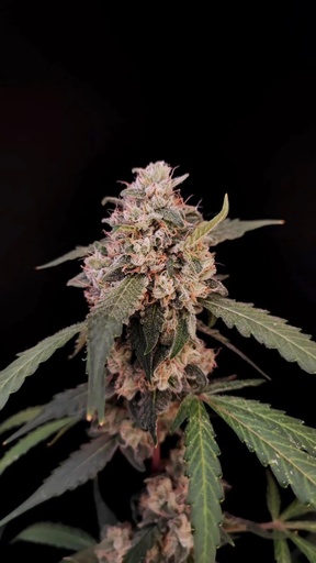 [FBS072] FAST BUDS  - ORIG AUTO AK X3+2