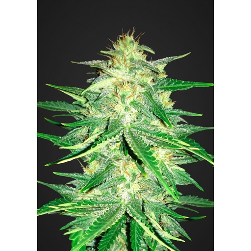 [FBS103] FAST BUDS  - LEMON AK-47 AUTO 5+3