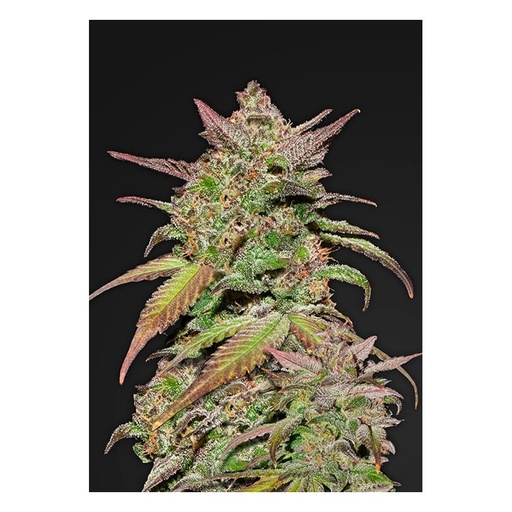 [FBS112] FAST BUDS  - SMOOTHIE AUTO X5